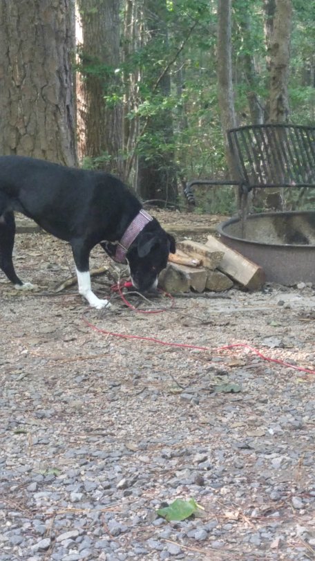 April thinks the wood pile is her toy chest.