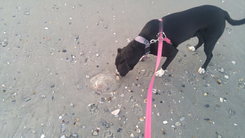 April meets a jellyfish.